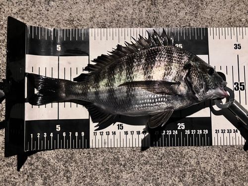 クロダイの釣果