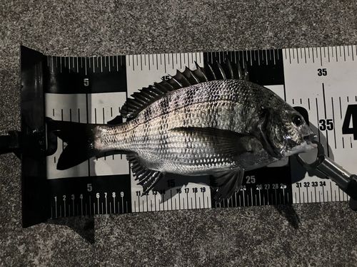 クロダイの釣果