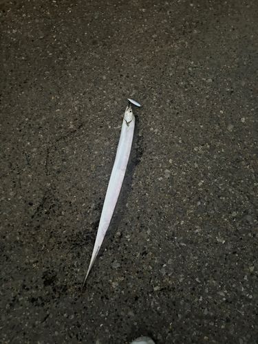 タチウオの釣果