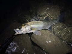 フッコ（マルスズキ）の釣果