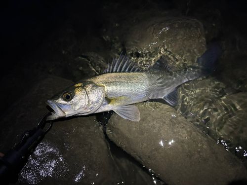 フッコ（マルスズキ）の釣果