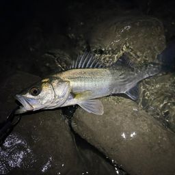 フッコ（マルスズキ）