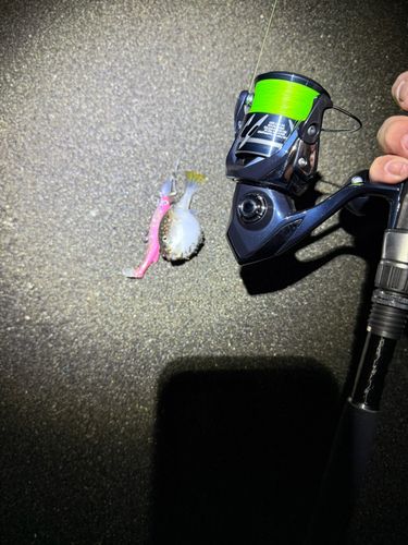 クサフグの釣果