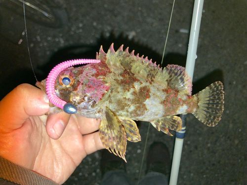 ヨロイメバルの釣果