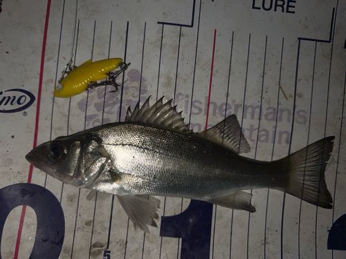 シーバスの釣果