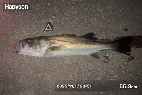 シーバスの釣果