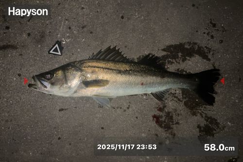 シーバスの釣果