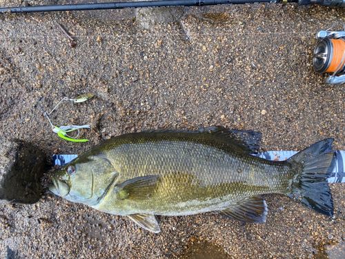 スモールマウスバスの釣果