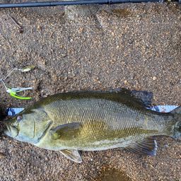 スモールマウスバス