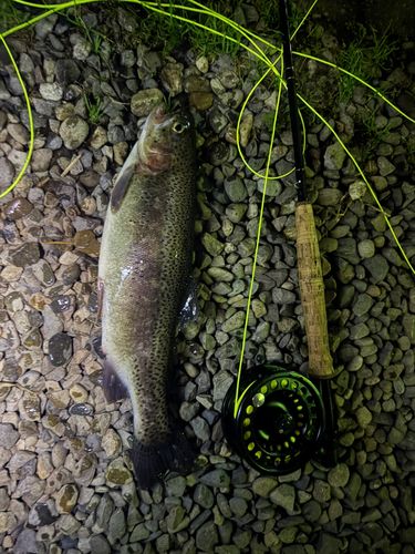 ニジマスの釣果