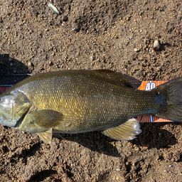 スモールマウスバス