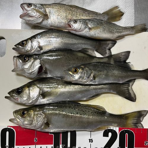 セイゴ（ヒラスズキ）の釣果