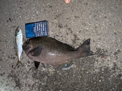 クチブトグレの釣果