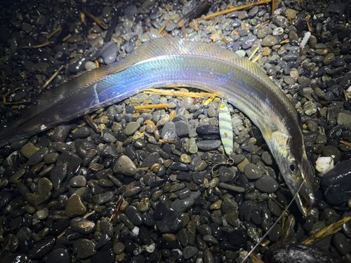 タチウオの釣果