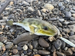 シロサバフグの釣果