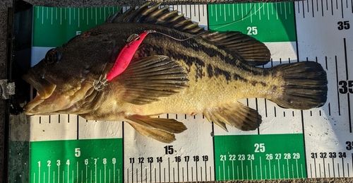 シマゾイの釣果