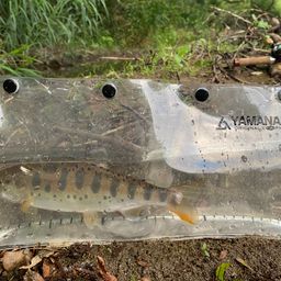 ヤマメ