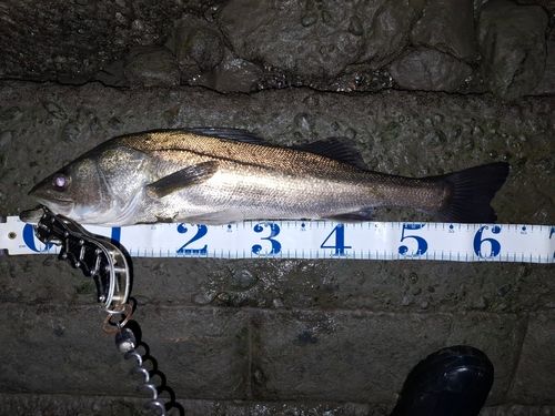 シーバスの釣果