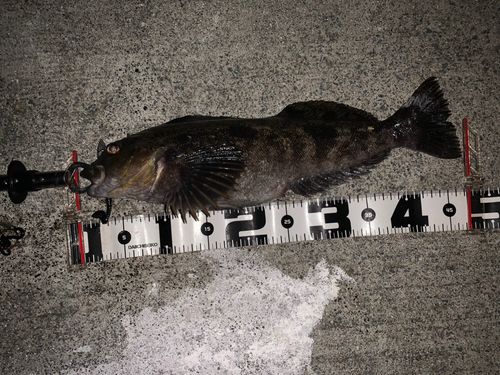 アイナメの釣果