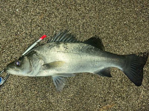 セイゴ（ヒラスズキ）の釣果