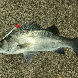 セイゴ（ヒラスズキ）