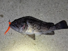 クロソイの釣果