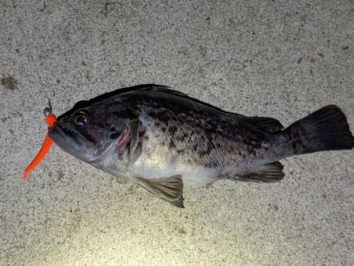 三陸海岸（宮城）