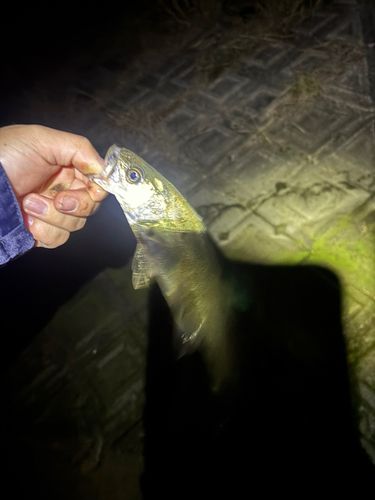 セイゴ（マルスズキ）の釣果