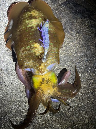 アオリイカの釣果