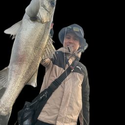 フッコ（マルスズキ）