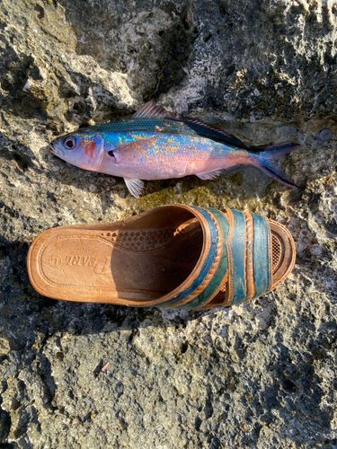 マダラタルミの釣果