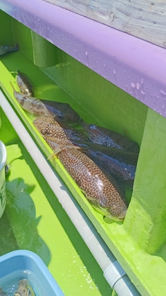 ショウサイフグの釣果