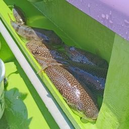 ショウサイフグ