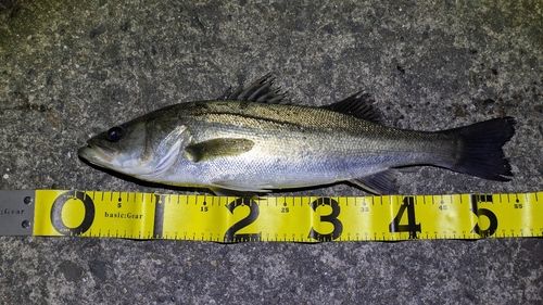 シーバスの釣果