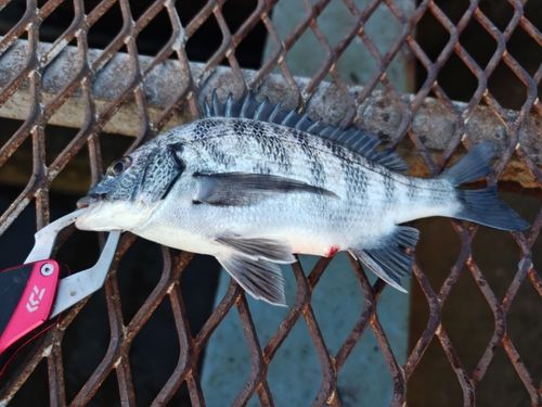 大黒海づり施設