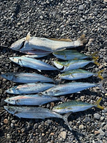 オオニベの釣果