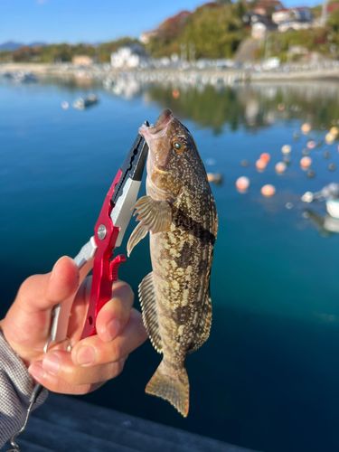 アイナメの釣果