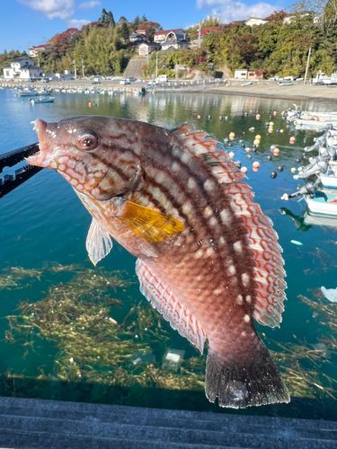 ホシササノハベラの釣果