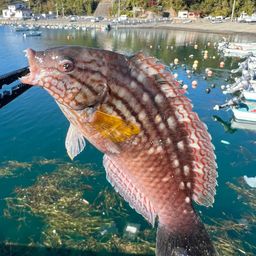 ホシササノハベラ