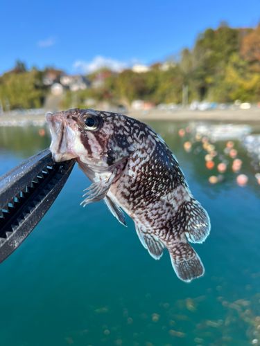 クロソイの釣果