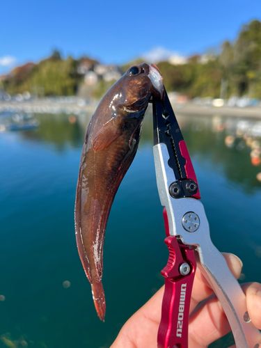 エゾイソアイナメの釣果