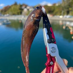 エゾイソアイナメ