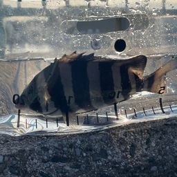 イシガキイシダイ