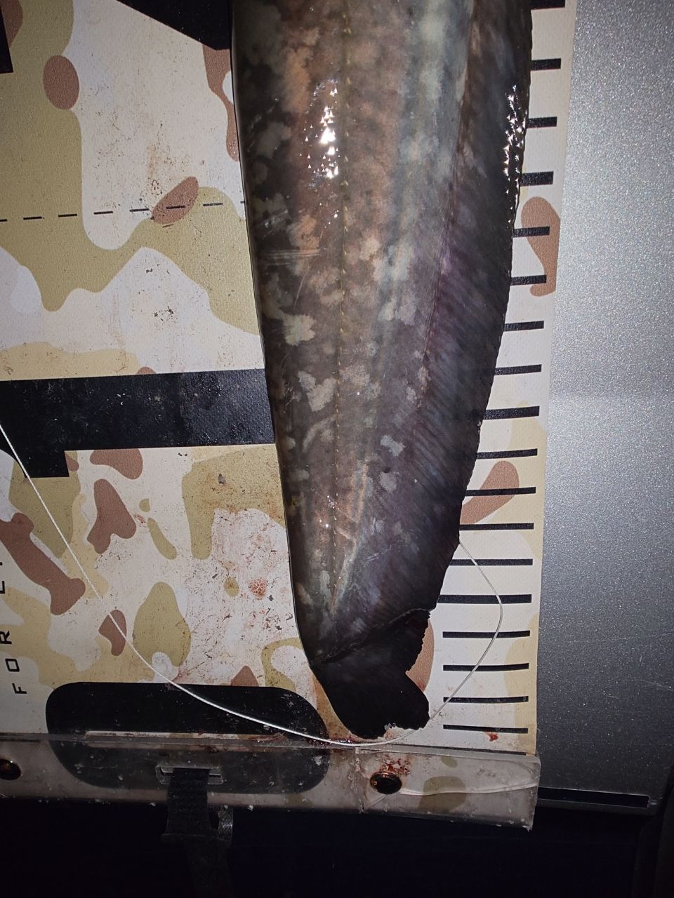 tailwalk ナマゾン C58MHの最安値・インプレ・釣果 | 本音の口コミが