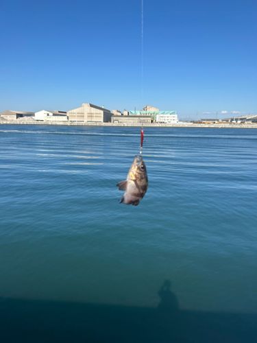 エゾメバルの釣果