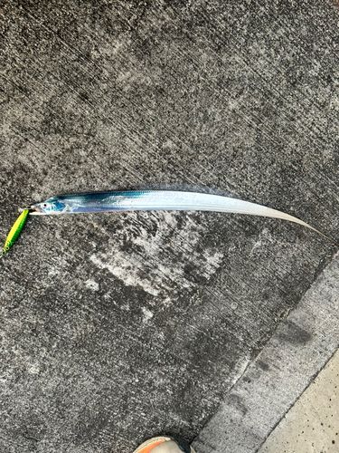 タチウオの釣果