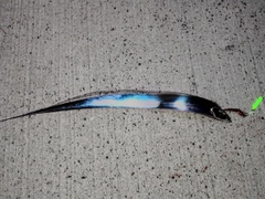 タチウオの釣果