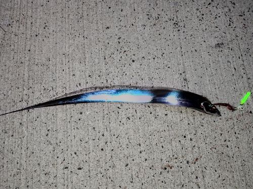 タチウオの釣果