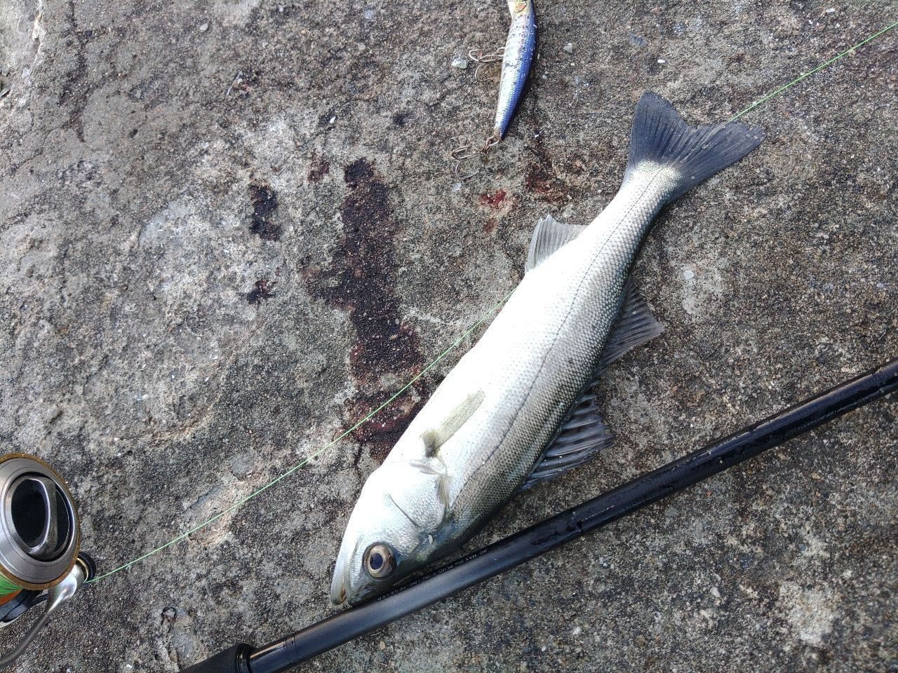 セイゴ（マルスズキ）