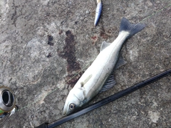 セイゴ（マルスズキ）の釣果